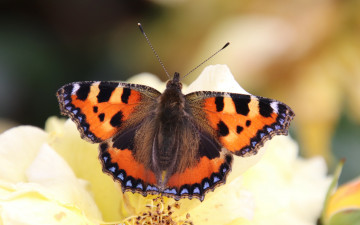 Картинка животные бабочки +мотыльки +моли бабочка