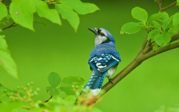 Картинка животные сойки дерево ветки птица