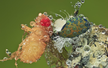 Картинка животные насекомые макро насекомое фон