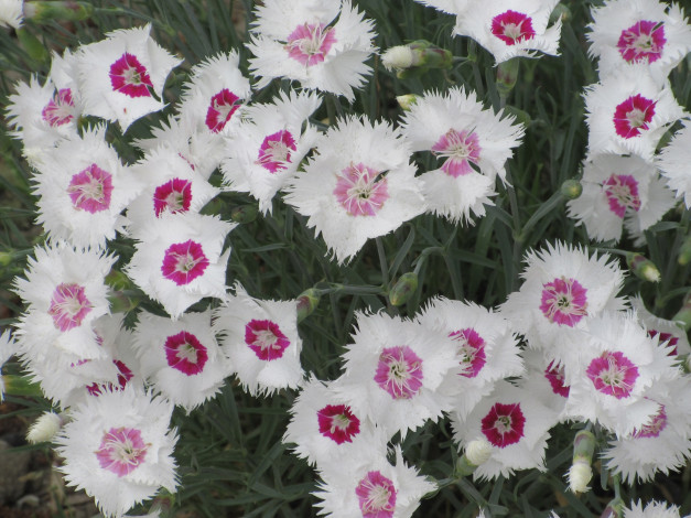 Обои картинки фото цветы, гвоздики, весна, 2018