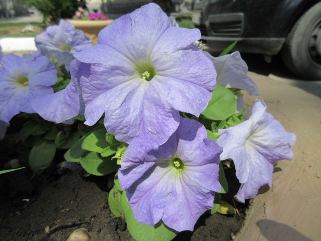 Обои картинки фото цветы, петунии,  калибрахоа, весна, 2018