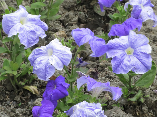 Обои картинки фото цветы, петунии,  калибрахоа, весна, 2018