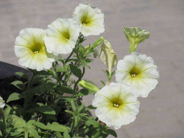 Обои картинки фото цветы, петунии,  калибрахоа, весна, 2018