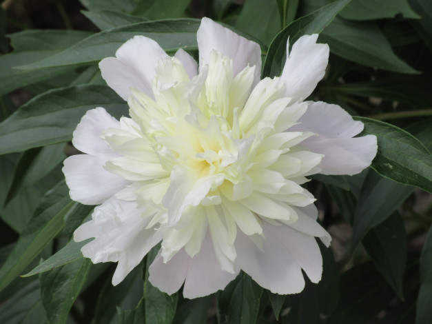 Обои картинки фото цветы, пионы, весна, 2018