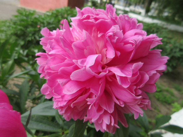 Обои картинки фото цветы, пионы, весна, 2018