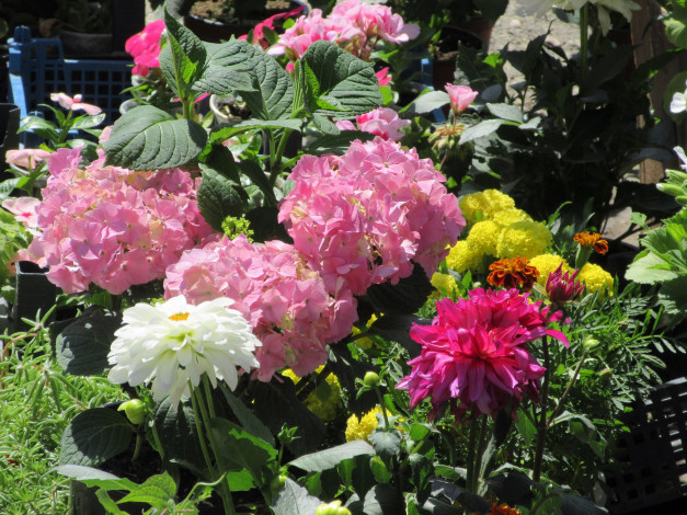 Обои картинки фото цветы, разные вместе, весна, 2018