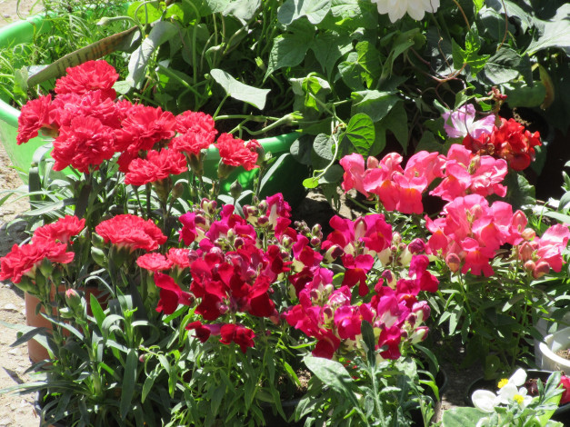 Обои картинки фото цветы, разные вместе, весна, 2018