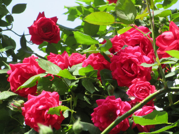 Обои картинки фото цветы, розы, весна, 2018