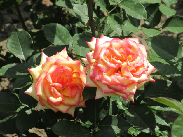 Обои картинки фото цветы, розы, весна, 2018