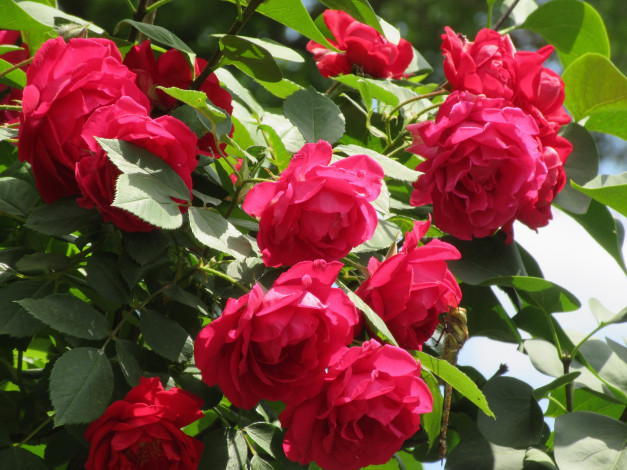 Обои картинки фото цветы, розы, весна, 2018