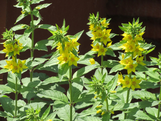 Обои картинки фото цветы, весна, 2018