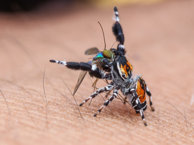 Обои картинки фото животные, пауки, макро, фон, насекомое