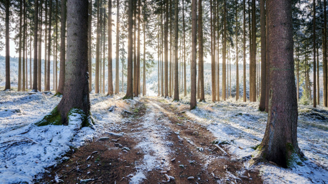 Обои картинки фото природа, дороги, дорога, лес