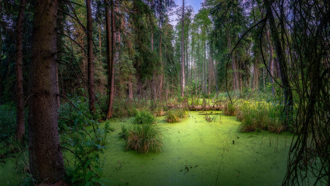 Обои картинки фото природа, лес, простор