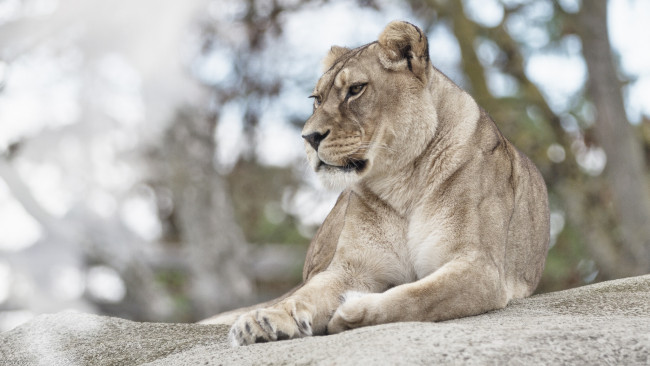 Обои картинки фото животные, львы, дикая, кошка, светлый, фон, львица, лежит, поза, взгляд, боке