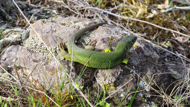 Обои картинки фото животные, Ящерицы,  игуаны,  вараны, трава, Ящерка