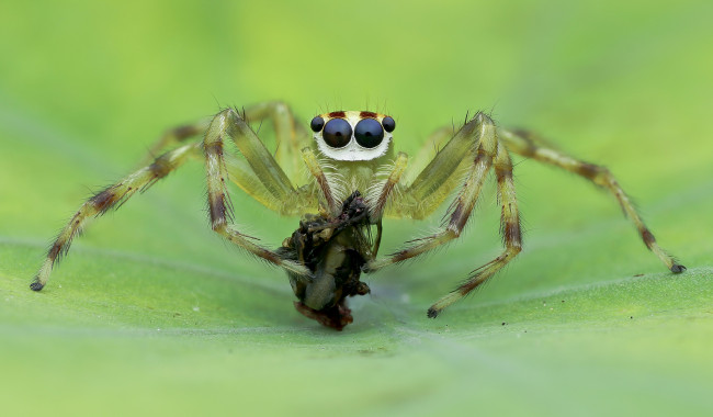 Обои картинки фото животные, пауки, макро, фон, насекомое