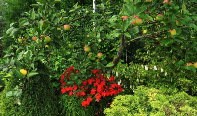 Обои картинки фото природа, плоды, яблоки, дерево