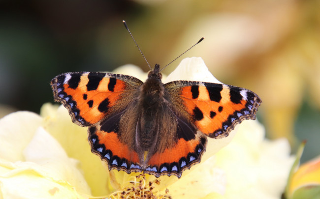 Обои картинки фото животные, бабочки,  мотыльки,  моли, бабочка