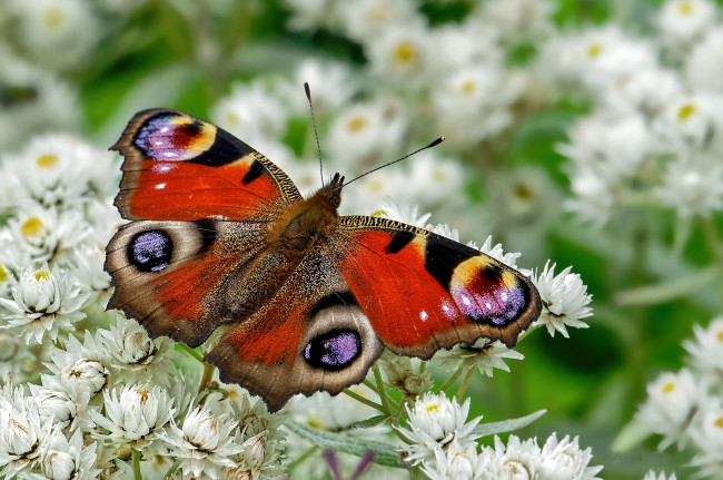 Обои картинки фото животные, бабочки,  мотыльки,  моли, бабочка