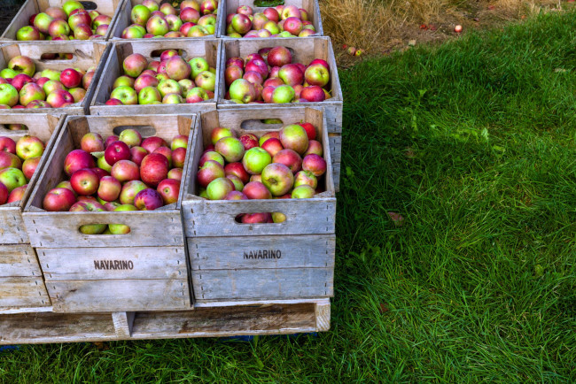 Обои картинки фото еда, Яблоки, урожай