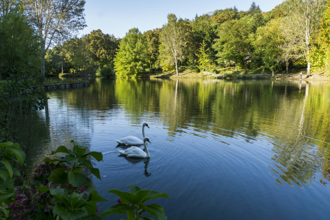 Обои картинки фото лебеди, животные, природа, озеро, птицы, белые, вода