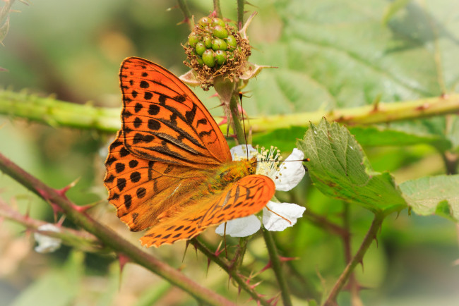Обои картинки фото животные, бабочки,  мотыльки,  моли, бабочка