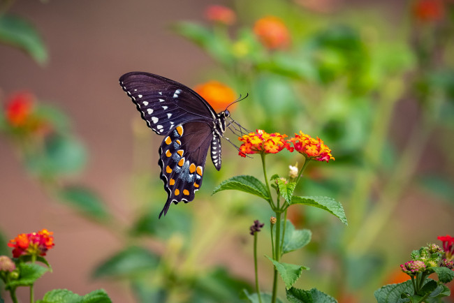 Обои картинки фото животные, бабочки,  мотыльки,  моли, бабочка