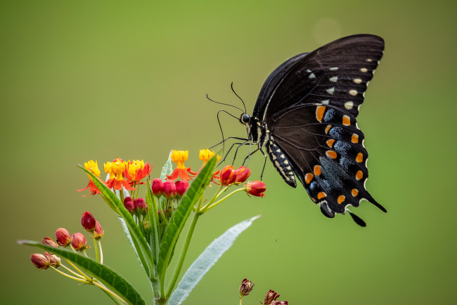 Обои картинки фото животные, бабочки,  мотыльки,  моли, бабочка