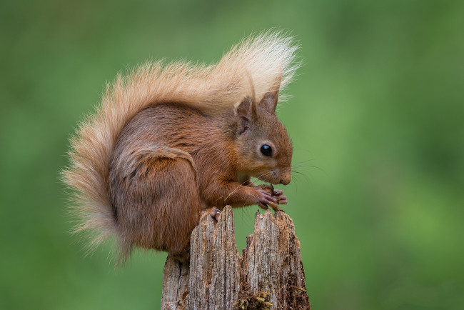 Обои картинки фото животные, белки, белка