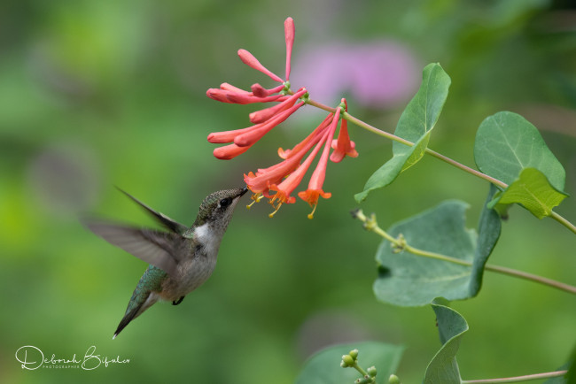 Обои картинки фото животные, колибри, птичка