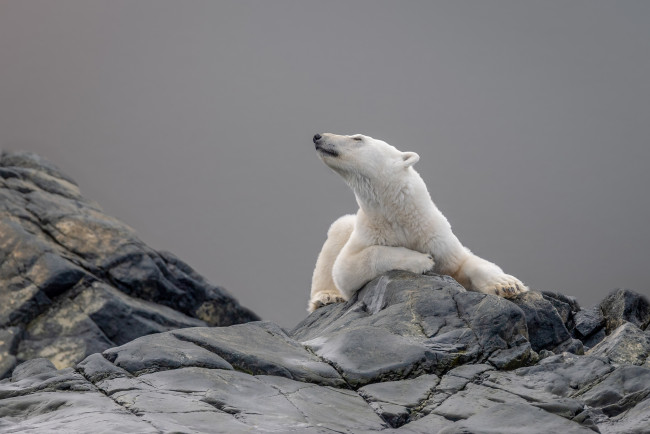 Обои картинки фото животные, медведи, взгляд, морда, поза, камни, серый, фон, медведь, лежит, белый