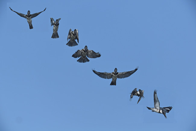 Обои картинки фото животные, зимородки, птица