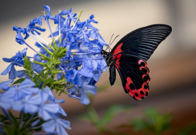 Обои картинки фото животные, бабочки,  мотыльки,  моли, бабочка