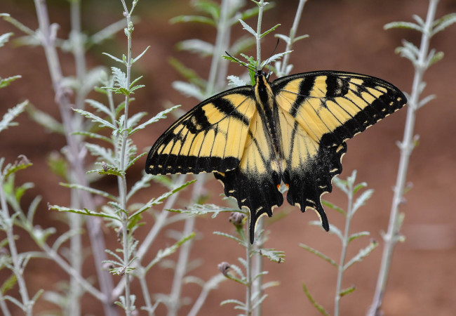 Обои картинки фото животные, бабочки,  мотыльки,  моли, бабочка