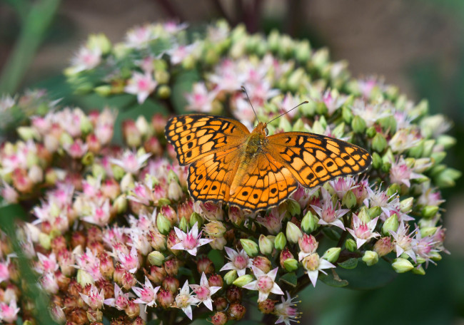 Обои картинки фото животные, бабочки,  мотыльки,  моли, бабочка