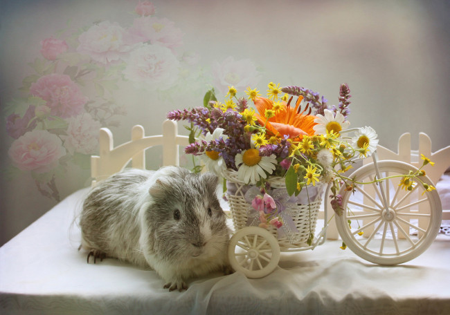 Обои картинки фото животные, морские свинки,  хомяки, цветы, стол, морская, свинка