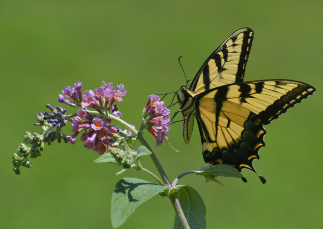 Обои картинки фото животные, бабочки,  мотыльки,  моли, бабочка