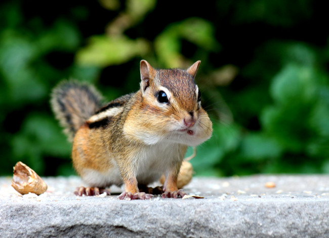 Обои картинки фото животные, бурундуки, белка