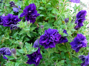 Картинка цветы петунии +калибрахоа лиловая петуния