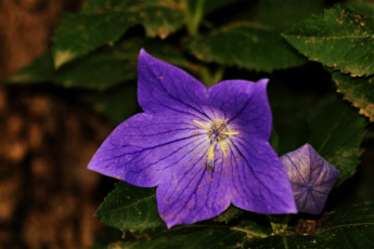 Картинка цветы колокольчики колокольчик макро