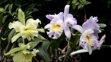 Картинка цветы орхидеи экзотика