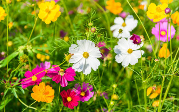 Картинка цветы космея разноцветная