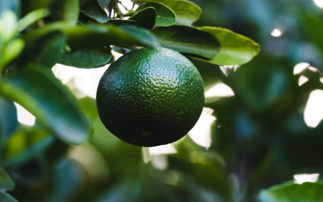 Обои картинки фото природа, плоды, лайм