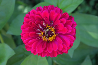 обоя цинния, цветы, цветок