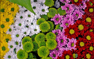 обоя цветы, хризантемы, желтые, белые, красные, лиловые