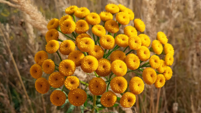 Обои картинки фото пижма обыкновенная, цветы, пижма, обыкновенная