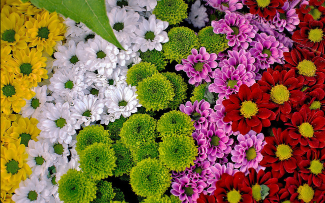 Обои картинки фото цветы, хризантемы, желтые, белые, красные, лиловые