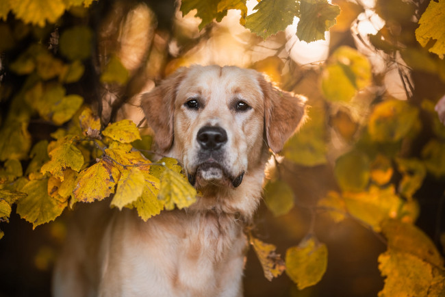 Обои картинки фото животные, собаки, собака