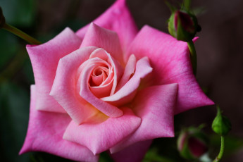 Картинка цветы розы розовая роза макро